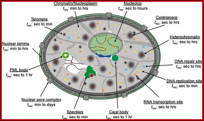 (Im)mobilities in the nucleus. Illustration of subnuclear compartments and overview of their components residence times (t
                                    res) determined by FRAP