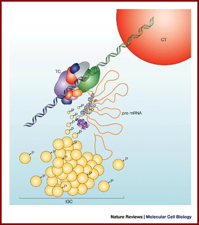 Nuclear speckles: a model for nuclear organelles