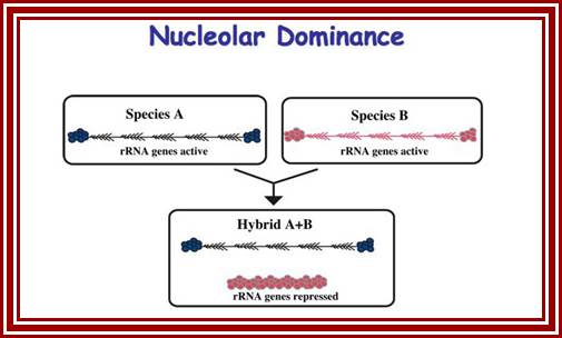 nucleolar dominance cartoon