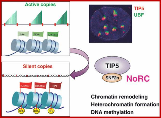 Figure 8: NoRC triggers the establishment of the silent, heterochromatic state of rRNA genes. Potentially active rRNA genes exhibit an open chromatin structure, are associated with Pol I and nascent pre-rRNA (green lines), and are characterized by DNA hypomethylation, acetylation of histone H4 (H4ac), and dimethylation of histone H3 Lys4 (H3K4me2). Epigenetically silenced rRNA genes are demarcated by histone H4 hypoacetylation, methylation of H3K9 (H3K9me) and histone H4 Lys20 (H4K20me), association with heterochromatin protein 1 (HP1) and CpG methylation (CH3). Methylation prevents UBF binding and impairs transcription complex formation. The silent state of rRNA genes is mediated by the NoRC, a complex comprising SNF2h and TIP5, which interacts with pRNA and histone-modifying enzymes. A deconvolution micrograph of interphase nuclei in U2OS cells, showing the nucleolar localization of TIP5 (red) and UBF (green) combined with 4′,6-diamidino-2-phenylindole-stained chromatin, is shown at the right.