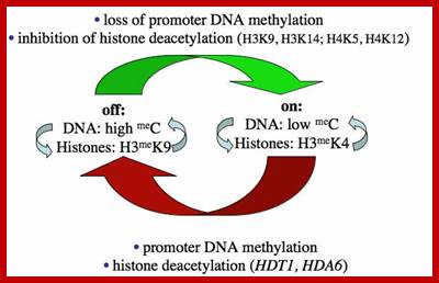 Image result for rRNA gene on/off switching