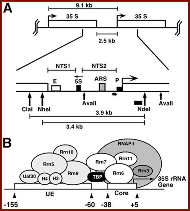 Description: FIG. 1.