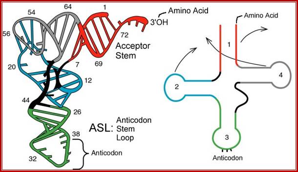 tRNA