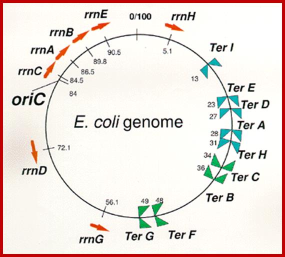 Image result for bacterial DNA genomic map of tRNA genes