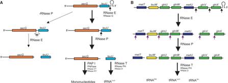 http://mol-biol4masters.masters.grkraj.org/html/Ribose_Nucleic_Acid3A-Transfer_RNA_files/image001.jpg