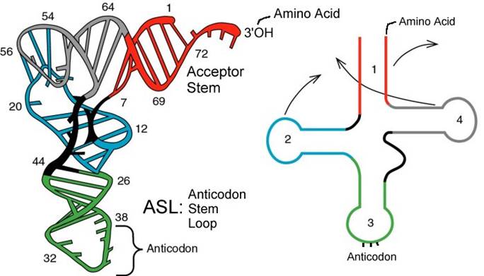 http://biology.kenyon.edu/courses/biol63/ribo/ribo_elong_trna.jpg