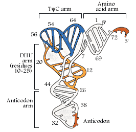 http://www.nobelprize.org/educational/medicine/dna/a/translation/pics/tRNA.gif