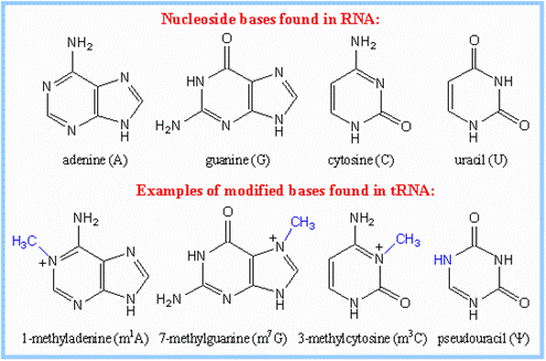 https://www.rpi.edu/dept/bcbp/molbiochem/MBWeb/mb2/part1/images/bases.gif