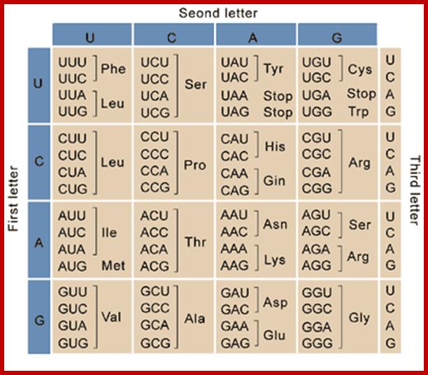 Image result for Genetic Codon directory