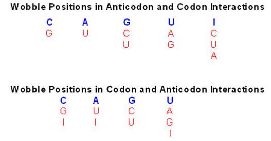 Nucleotides that constitute the wobble positions of the codon