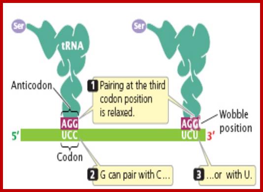 Wobble may exist in the pairing of a codon on mRNA with an anticodon on tRNA.