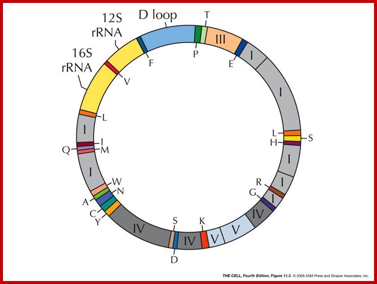 Image result for Mitochondrial codons little deviate from the eukaryotic codons.