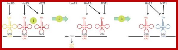 Reassignment of CUN codons in yeast mitochondria provides insight into sense codon recoding.