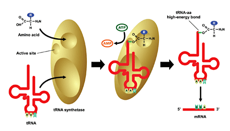 http://journals.prous.com/journals/dnp/20061906/html/dn190347/images/fig1.gif