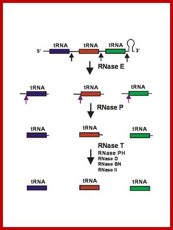 http://www.genetics.uga.edu/kushner/Research%20Fig2.jpg