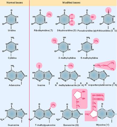 http://genes.atspace.org/Figs/G162.gif