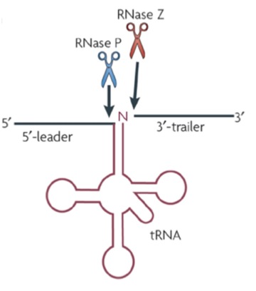 http://www.ibvf.csic.es/sites/ibvf.csic.es/files/Grupos/Biologia_RNA/Imagen%205%20English.jpeg