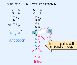 http://genes.atspace.org/Figs/G661.gif