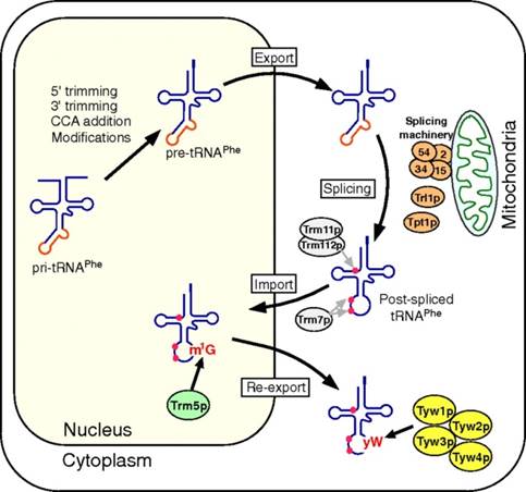 http://www.pnas.org/content/108/26/10502/F4.large.jpg