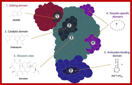 Schematic representation of an aminoacyl-tRNA synthetase. Various aaRS domains are illustrated: the editing domain (red); catalytic domain (cyan); anticodon-binding domain (indigo); and parasite-specific domains (purple). Possible sites of interaction between aaRS and compound (with existing examples) are indicated by numbers: editing site (1); active site (2); allosteric sites (3); parasite-specific domains (4); and anticodon-binding site (5). (For interpretation of the references to colour in this figure legend, the reader is referred to the web version of this article.)