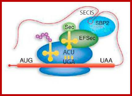 Image result for selenocysteine in translation