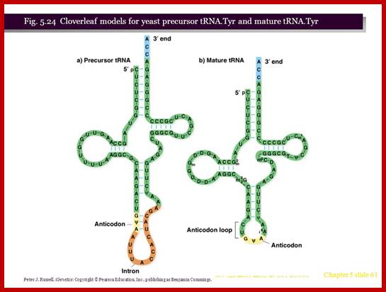 Image result for precursor tRNA with anticodon loop