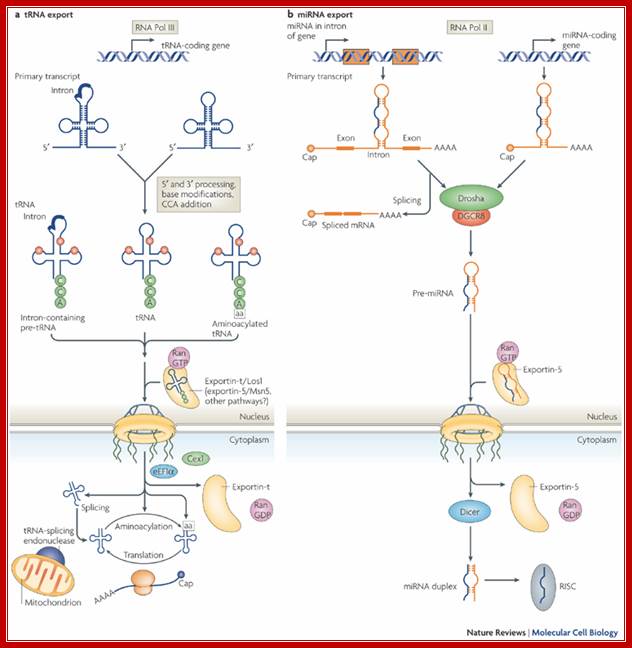 Exporting RNA from the nucleus to the cytoplasm