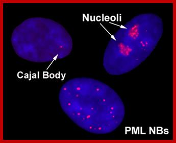 http://mol-biol4masters.masters.grkraj.org/html/Ribose_Nucleic_Acid2C-rRNA_Processing_in_Eukaryotes_files/image007.jpg