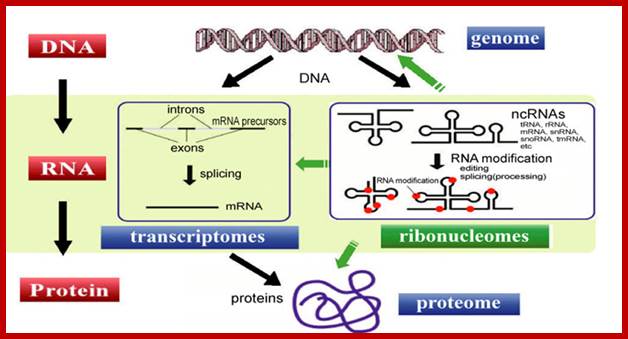 Non-Coding RNAs