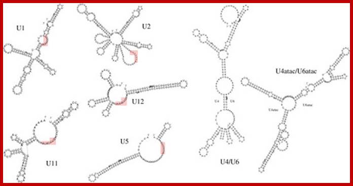 Secondary structures of the nine snRNAs and the interaction complexes of U4/U6 and U4atac/U6atac, respectively, in S. mansoni 