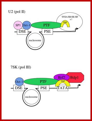 http://users.path.ox.ac.uk/~smurphy/fig1.jpeg/Slide1.jpg