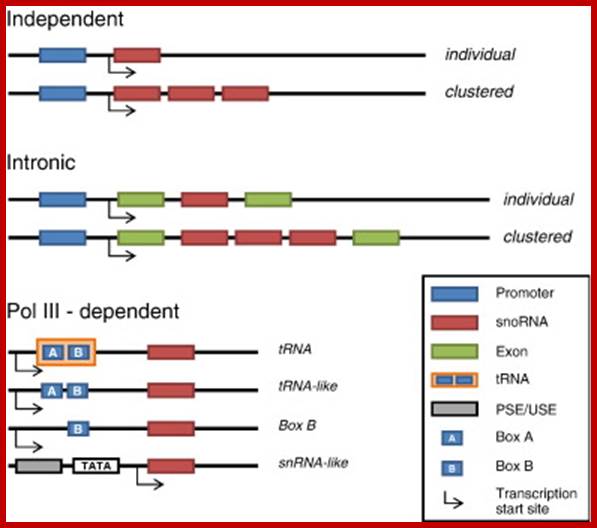 http://mol-biol4masters.masters.grkraj.org/html/Ribose_Nucleic_Acid2C-rRNA_Processing_in_Eukaryotes_files/image048.jpg