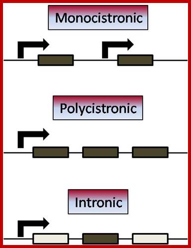 http://mcmanuslab.ucsf.edu/sites/mcmanuslab.ucsf.edu/files/put_your_BMS265_images_here/MS_Gene%20organization.jpg