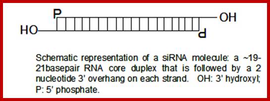 http://sgugenetics.pbworks.com/f/1269721244/structure.jpg