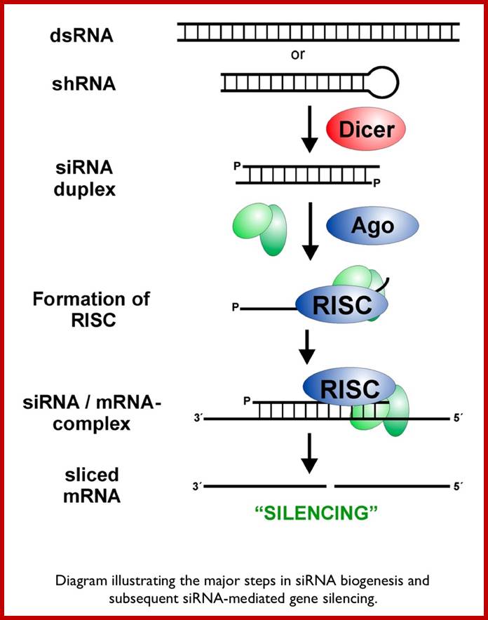 http://sgugenetics.pbworks.com/f/1269721306/biogenesis.jpg