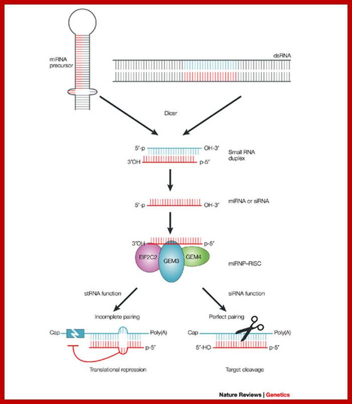 http://blogs.nature.com/u5d050a25/RNAi%20silencing.jpg