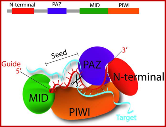 A closer look at the model for siRNA guide-strand tethering by AGO2 and target-mRNA recognition and slicing. The terminal 5 monophosphate group of the guide strand tucks in between the MID and PIWI domains of AGO2. Meanwhile, AGO2s PAZ domain has a hydrophobic pocket that specifically recognizes the guide-strands 3 dinucleotide overhang. This positioning opens up siRNA guide nucleotides 2-8, the seed region, for base pairing with complementary target mRNA, and next base pairing at nucleotides 10-11 correctly orients the scissile phosphate between these two for cleavage by AGO2s PIWI domain, which houses the proteins slicer activity [12].