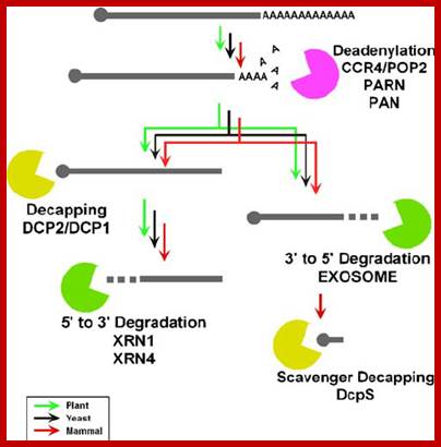 Image result for Degradation of mRNA