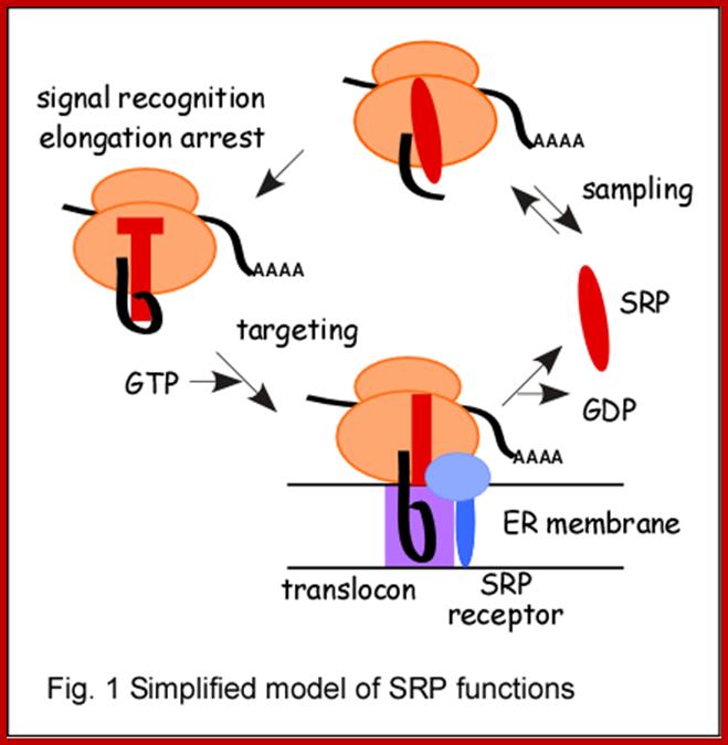 http://cms2.unige.ch/sciences/biologie/bicel/Strub/uploads/research/img1.gif