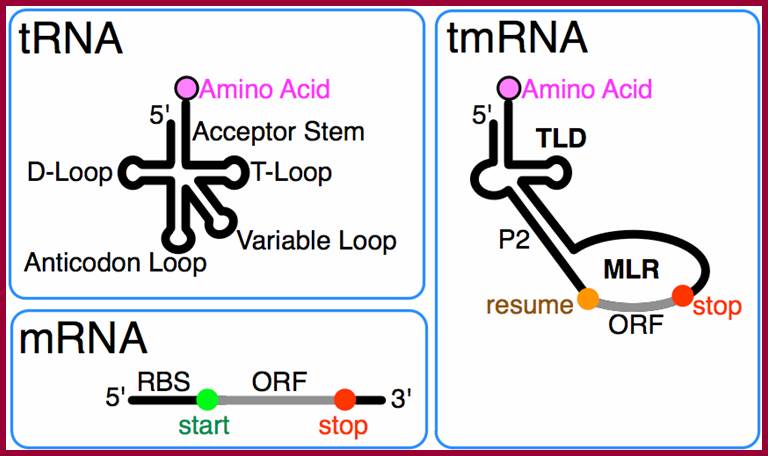 Image result for TmRNAs