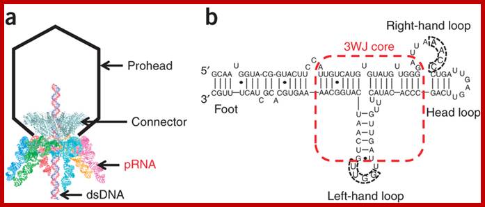 Structure of phi29 DNA packaging motor and packaging RNA.