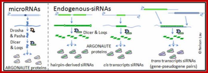 http://www.bio.brandeis.edu/laulab/graphics/miRNA_siRNA.jpg