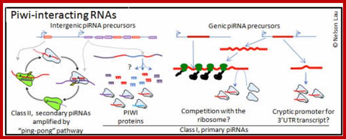 http://www.bio.brandeis.edu/laulab/graphics/piRNAs_types.jpg