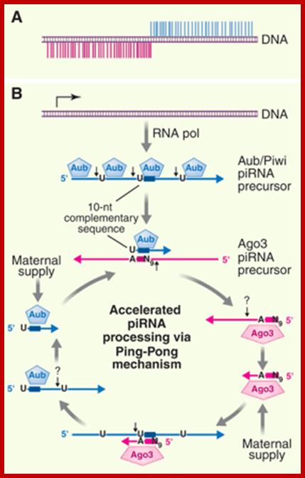 Sci397