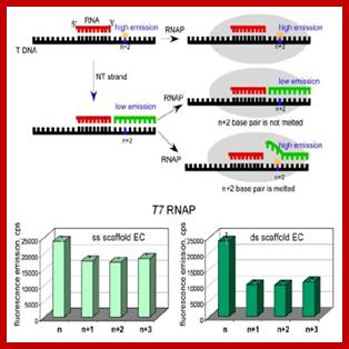 multisubunit_RNA_Pol_500