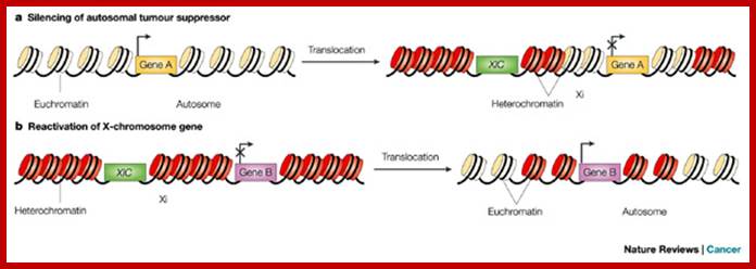 X-Chromosome Genetics and Human Cancer