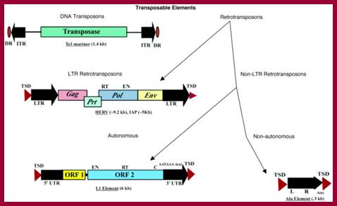 Image result for transposons