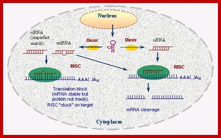 RNAi pathways