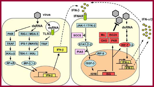 Fig. 1. Type I IFN induction, signaling and action. Left panel: dsRNA, a characteristic by-product of virus replication, leads to activation of the transcription factors NF- n B, IRF-3 and AP-1 (not shown). The cooperative action of these factors is required for full activation of the IFN- h promoter. IRF-3 is phosphorylated by the kinases IKK ( and TBK-1 which in turn are activated by the RNA-sensing complex of RIG-I, MDA5 and IPS-1/MAVS. A second signaling pathway involves endosomal TLR-3 and TRIF. Right panel: Newly synthesized IFN- h binds to the type I IFN receptor (IFNAR) and activates the expression of numerous ISGs via the JAK/STAT pathway. IRF-7 amplifies the IFN response by inducing the expression of several IFN- h subtypes. SOCS and PIAS are negative regulators of the JAK- STAT pathway. Mx, ISG20, OAS and PKR are examples of proteins with antiviral activity. For details see text. 
                