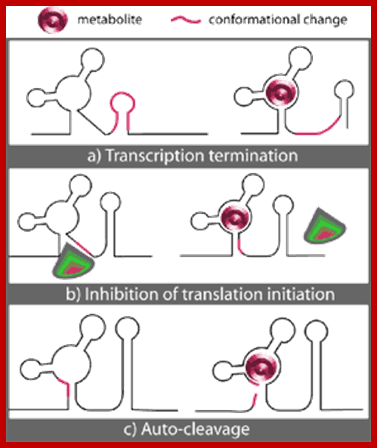 http://www.bioteach.ubc.ca/quarterly/wp-content/riboswitchesFig2.gif